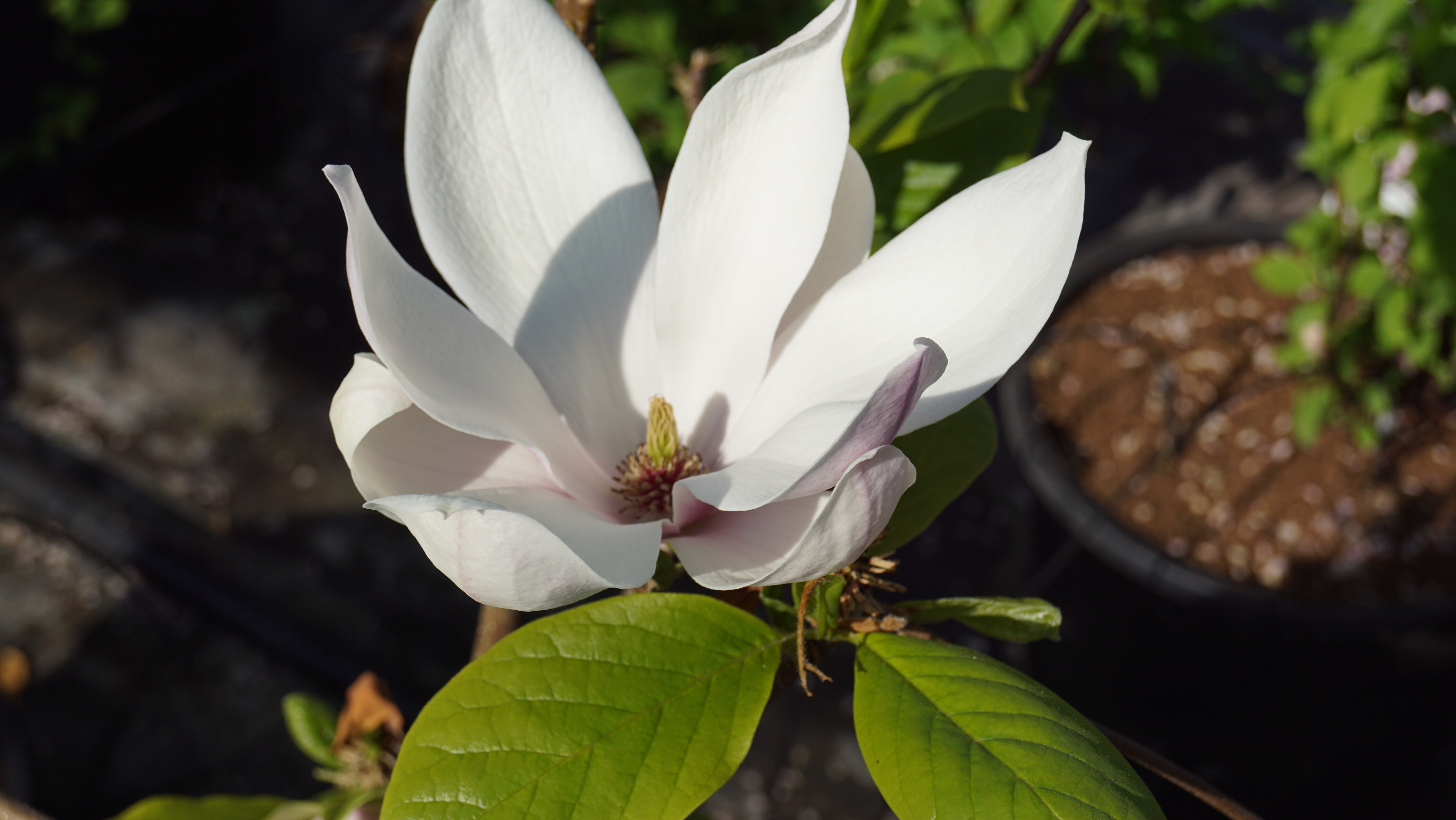 Magnolia soulangeana 'Alba Superba' (1)